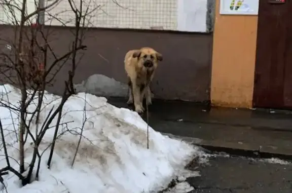 Найдена собака, Санкт-Петербург, фото: Найдена собака, проспект Космонавтов, Санкт-Петербург
