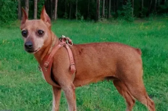 Пропала собака, Огородная улица, 24Е, Казань - цвергпинчер, 18 лет - photo