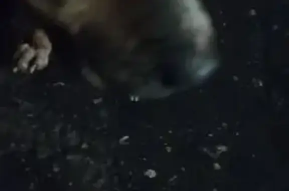 Найдена собака, Воронеж, фото: Найдена собака, Острогожская улица, 73И, Воронеж - худая и добрая