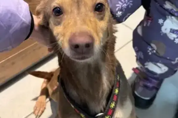 Найдена собака, Знаменский, фото: Найдена собака, девочка в шлейке, Заповедная улица, 32, Знаменский