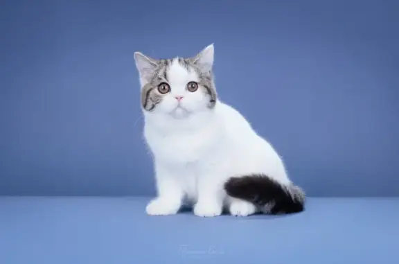 Пропала кошка, улица Агрохимиков, 15А, Новоивановское - photo