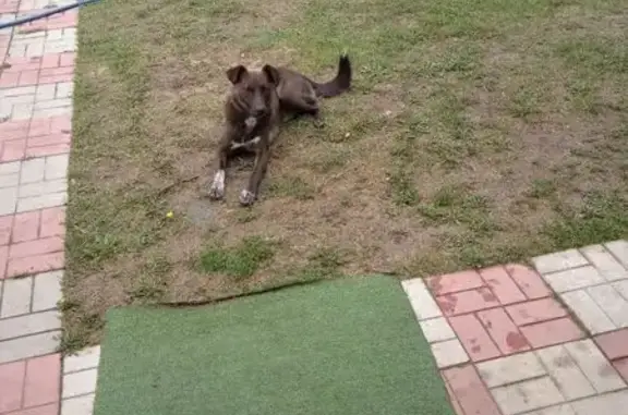 Пропал собака, Киржач, Владимирская область - серый окрас, белые лапы - photo