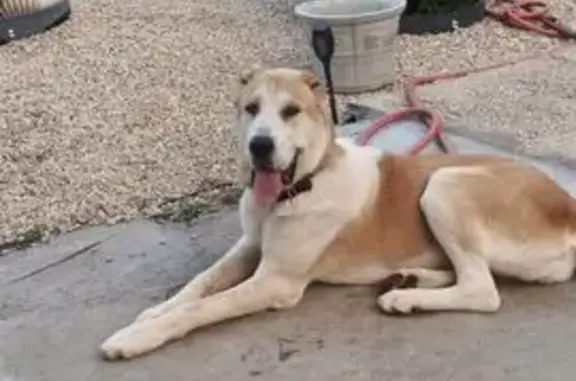 Пропала собака, улица Восстания, Самара - рыже-белая, дружелюбная - photo