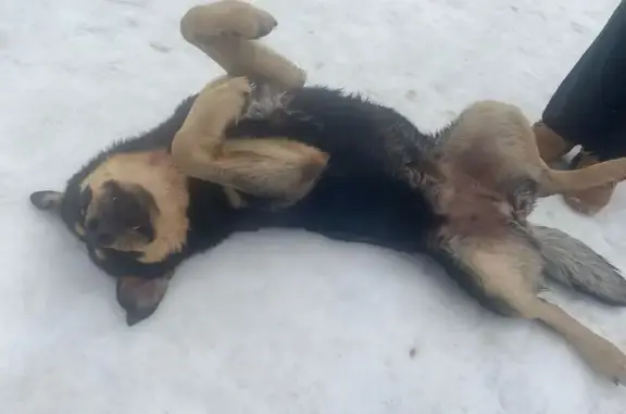 Найдена собака, Кабаново, фото: Найдена собака, женский пол, 98, Кабаново