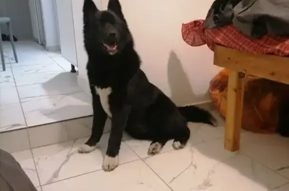 Найдена собака, Быково, фото: Найдена собака, Центральная улица, Быково - чёрная с белыми лапками