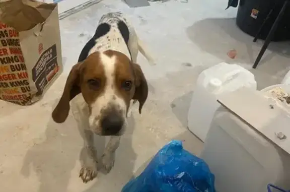 Найдена собака, Бессоновка, фото: Найден собака, улица Зинукова, 28, Бессоновка - русский пегий гончий