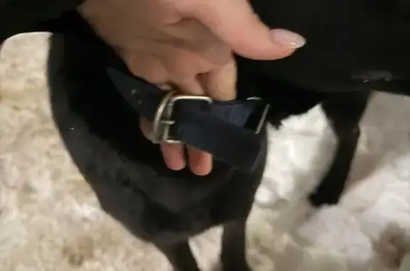 Найдена собака, Владимир, фото: Найдена собака, женская, улица Жуковского, Владимир - синий ошейник, помесь с овчаркой