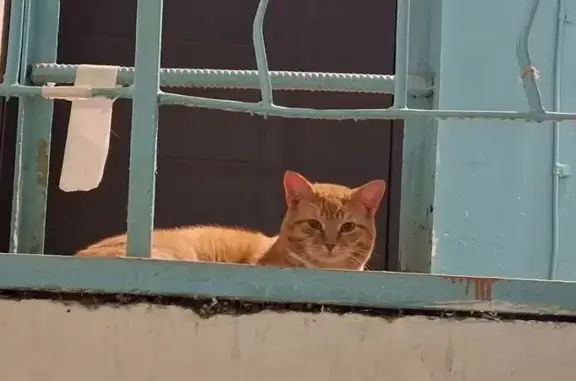 Найденные животные Самара, фото: Найдена кошка, улица Тухачевского, 231, Самара - рыжий с белым галстучком