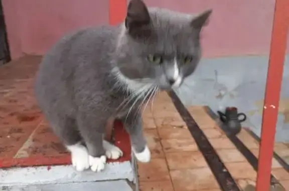 Пропал кот, улица Свердлова, 82, Каменск-Шахтинский - похудевший после болезни - photo