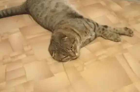 Кошки потеряшки, Ромоданово, фото: Потеряшка кот, улица Пушкина, 17, Ромоданово - ушки прилегают к голове