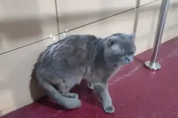 Найденные животные Чебоксары, фото: Найдена кошка, Ленинградская улица, 37, Чебоксары - серый породистый, боится двигаться