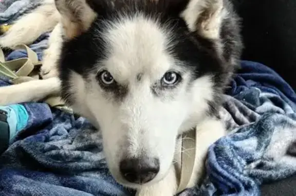 Найдена собака, Ярославль, фото: Найден собака, мужской, Московский проспект, Ярославль - чёрный ошейник