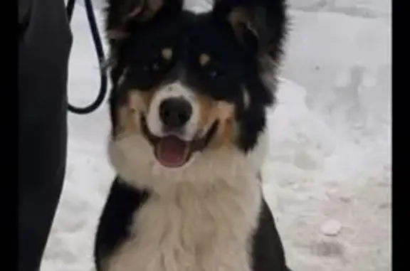 Найдена собака, Электросталь, фото: Найден собака, заправка на трассе, Электросталь - трёхцветный, ухоженный подросток