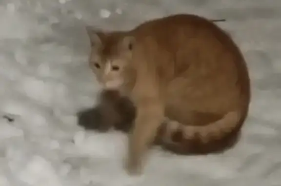 Найдена кошка, Москва, фото: Найден кот, улица Панфёрова, 8, Москва - рыжий и пугливый