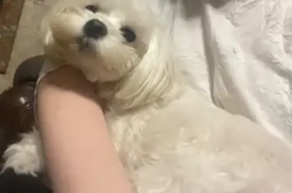 Пропала собака, Коллективная улица, 41, Ростов-на-Дону - белая с розовым ошейником - photo