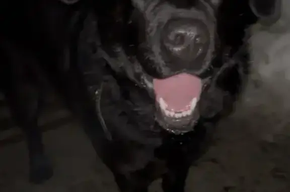 Найдена собака, Ногинск, фото: Найдена собака, улица Советской Конституции, 38А, Ногинск - метис лабрадора, два ошейника