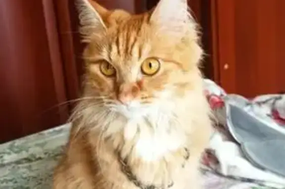 Пропала кошка, Новоугличское шоссе, 48, Сергиев Посад - photo