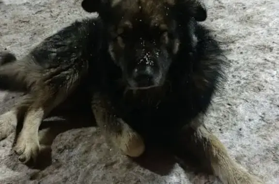 Пропал собака, «Урал», городской округ Рязань - чёрный, правое ушко повреждено - photo