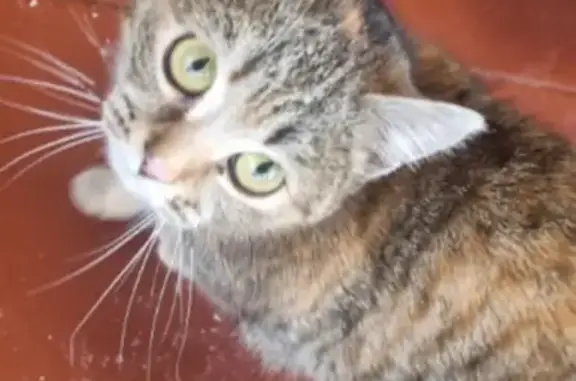 Пропала кошка, городской округ Пенза, Пензенская область - трёхцветная и недавно стерилизованная - photo