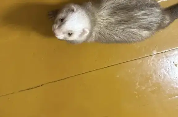 Потерянные животные Махачкала, фото: Пропал хорек, улица Магомета Гаджиева, 97А, Махачкала - девочка, окрас шампань