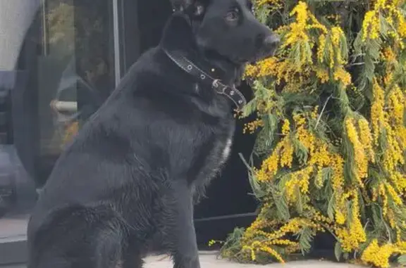 Найдена собака, Белгород, фото: Найден собака, улица Мокроусова, 17А, Белгород - чёрная с белым пятнышком