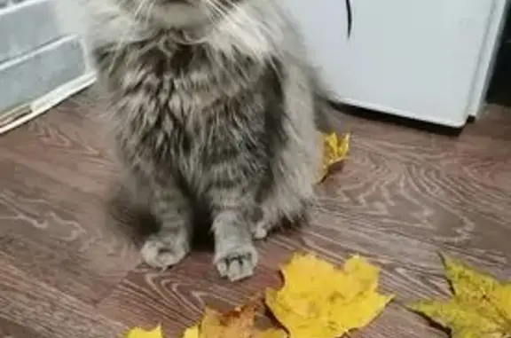 Кошки потеряшки, Ивангородское, фото: Потеряшка кошка, улица Пасторова, 5, Ивангородское - серая, в ошейнике