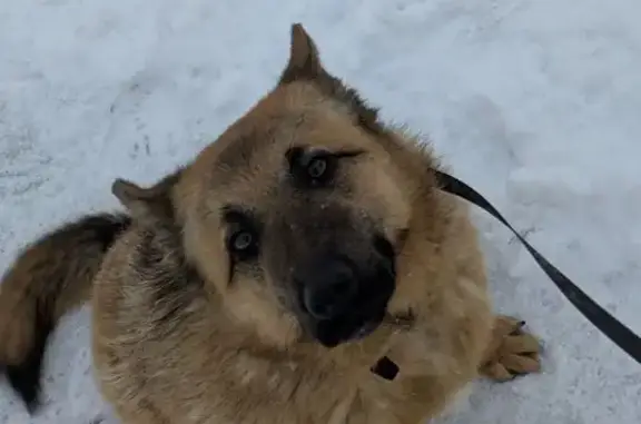 Пропал собака, Калининград, Калининградская область - похож на овчарку - photo