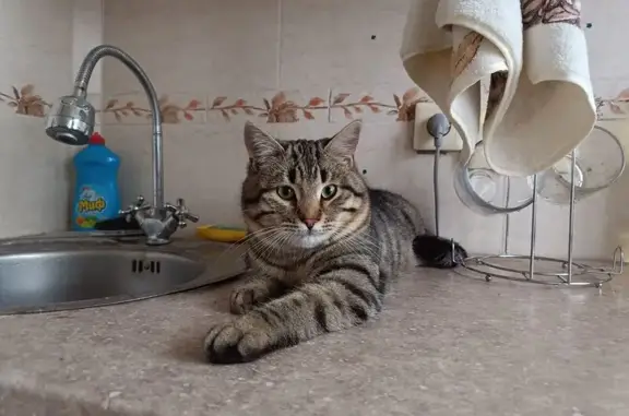 Пропал кот, Белгородский проспект, 57, Белгород - полосатый окрас - photo