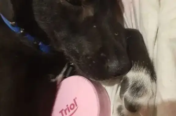 Найдена собака, Волгоград, фото: Найдена собака, проспект им. В.И. Ленина, 113Д, Волгоград - чёрная с белыми лапами и манишкой