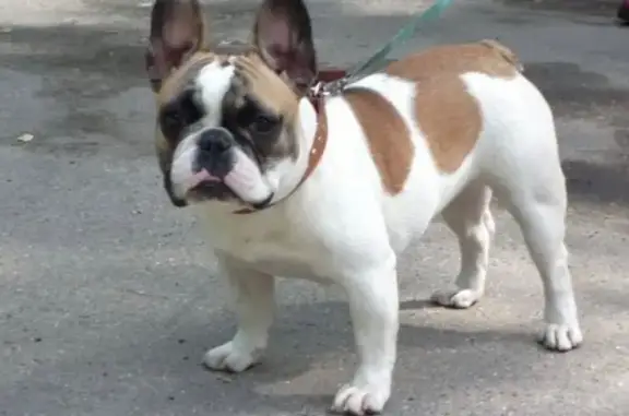 Пропала собака, Нижний Тагил - французский бульдог, нуждается в лечении - photo