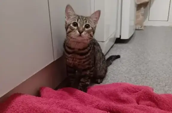 Найдена кошка, Нижний Новгород, фото: Найден кот, проспект Гагарина, 74, Нижний Новгород - домашний и ласковый