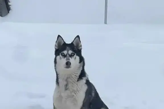 Собаки потеряшки, Уфа, фото: Потеряшка собака, улица Набережная реки Уфы, 41, Уфа - кличка Стелла