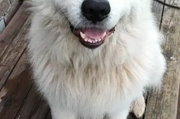 Пропал собака, мужской, Ефимовское городское поселение, Ленинградская область - большая белая и очень добрая - photo