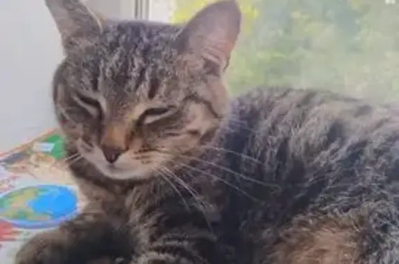 Пропала кошка, улица Мира, 23Б, Череповец - ласковая - photo