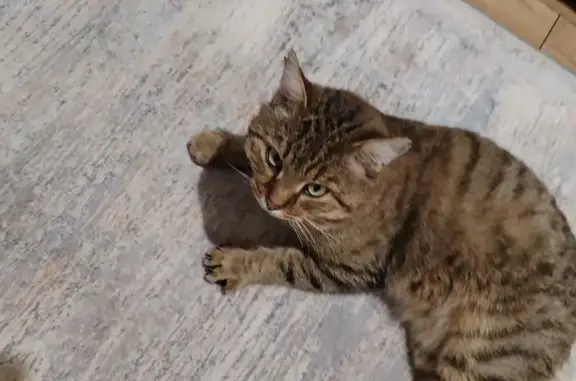 Пропал кот, 46Н-05797, Ларёво - серый пятнистый с белым подбородком - photo