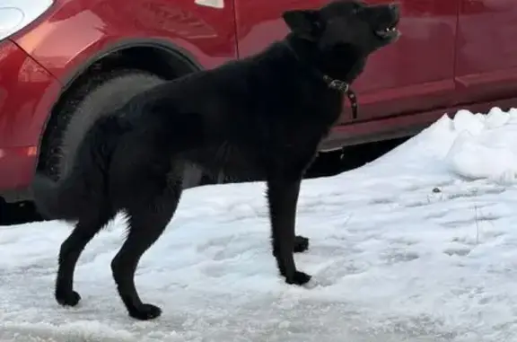 Найдена собака, Воронеж, фото: Найден собака, Ленинский проспект, 111, Воронеж - чёрный с ошейником, очень добрый