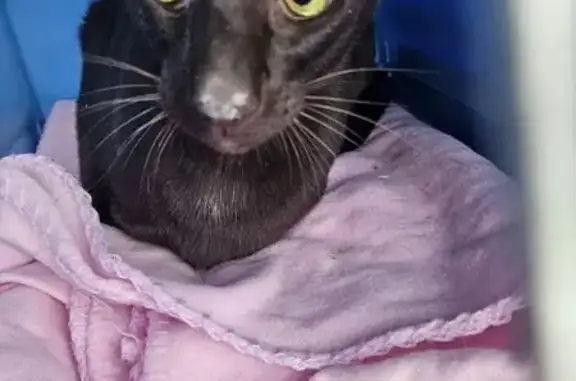 Найдена кошка, Менделеево, фото: Найдена кошка, улица Куйбышева, 8, Менделеево - стерилизованный ориентал