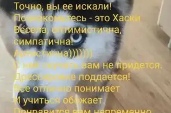 Найдена собака, Волжский, фото: Найдена собака, 18Р-1, Волжский - дружелюбная хаски девочка