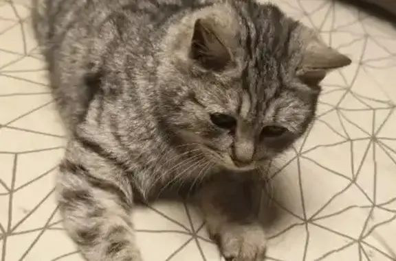 Найдена кошка, Казань, фото: Найдена кошка подросток, проспект Победы, 139А к1, Казань - была чистая, но напуганная