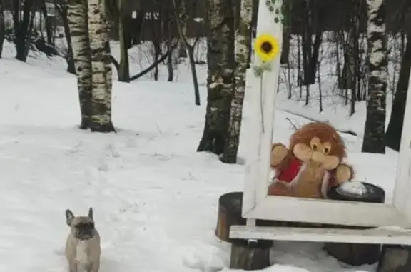 Собаки потеряшки, Пушкин, фото: Потеряшка собака, Пушкинская улица, Пушкин - французский бульдог, рыжий/палевый, кобель