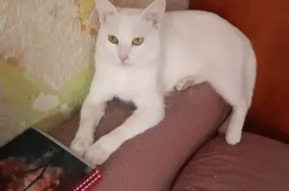 Пропала кошка, 4-я Семейная улица, 3, Ростов-на-Дону - белый окрас, отзывается на кличку Юлик - photo