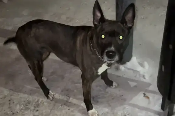 Найденные животные Мурманск, фото: Найдена собака, девочка, улица Карла Маркса, 44, Мурманск - ищейка без ошейника