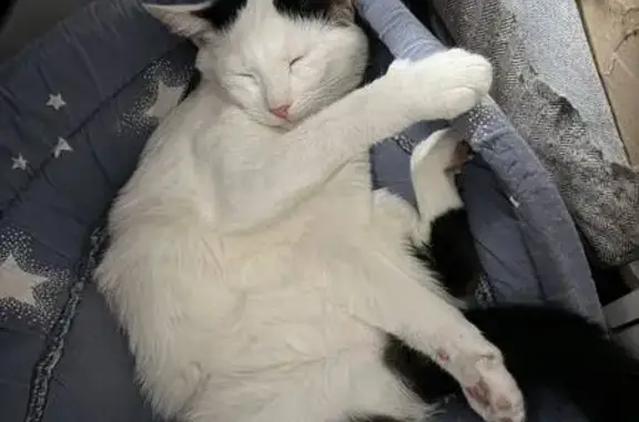 Пропал кот, улица Маргелова, 3 к1, Москва - белый с черными пятнами и хвостиком - photo