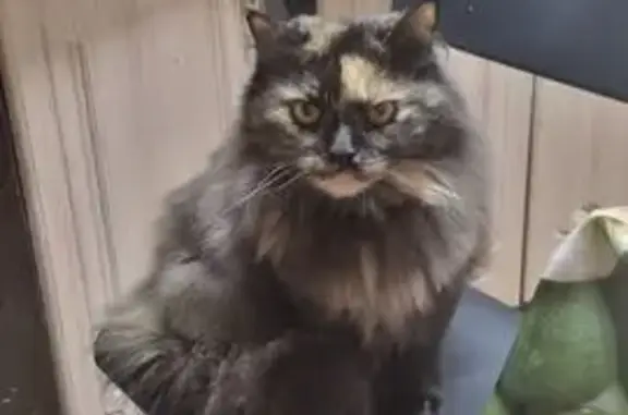 Кошки потеряшки, Москва, фото: Потеряшка кошка, 46Н-13942, Инновационный центр «Сколково», Москва - очень пушистая