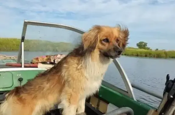 Пропал собака, Сормовский переулок, Хабаровск - рыжий с белым, уши висят - photo