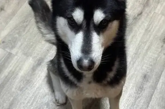 Пропал собака, Шелковичная улица, 64/66, Саратов - хаски, 2 года - photo