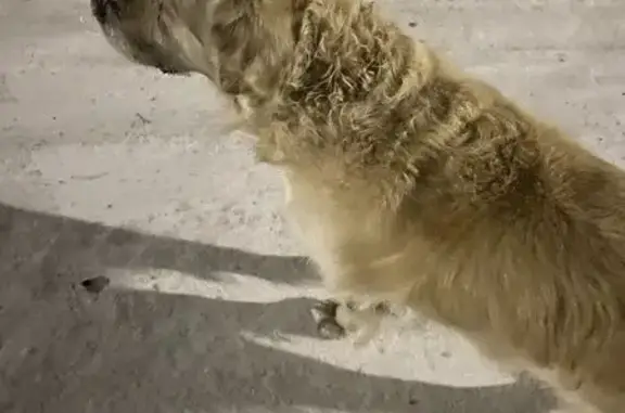 Найдена собака, Улан-Удэ, фото: Найден собака, улица Улаан Туяа, 15, Улан-Удэ - лабрадор кремового окраса