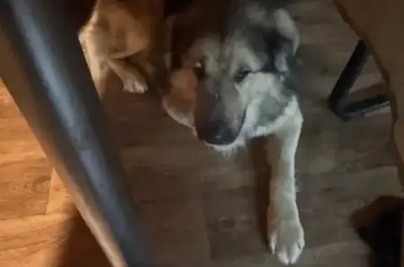 Пропал собака, мужской, Полтево, Московская область - убежал со двора без ошейника - photo