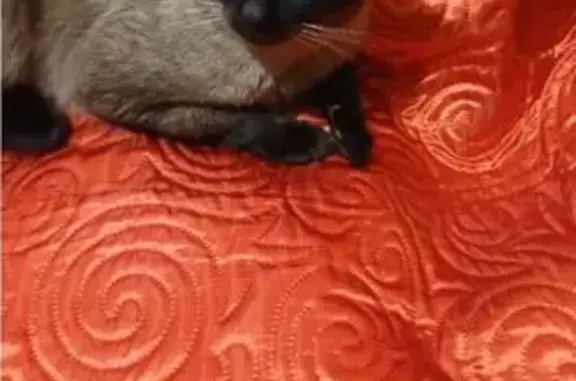 Найдена кошка, Москва, фото: Найден кот, Братиславская улица, 18, Москва - сиамский (тайский)