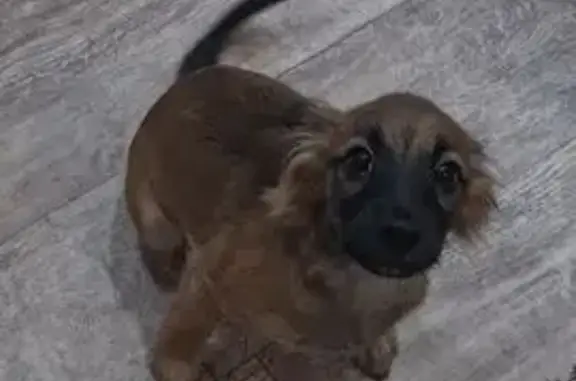 Пропала собака, мужской, Баланкульский проезд, Абакан - коричневый окрас, чёрный ошейник - photo